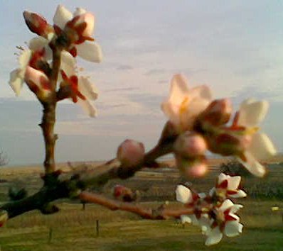 Mandelblüte am 12. Februar 2007